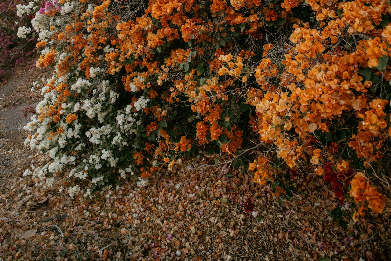 Fall Fertilizer with Nelson Plant Food