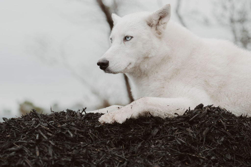Black Mulch