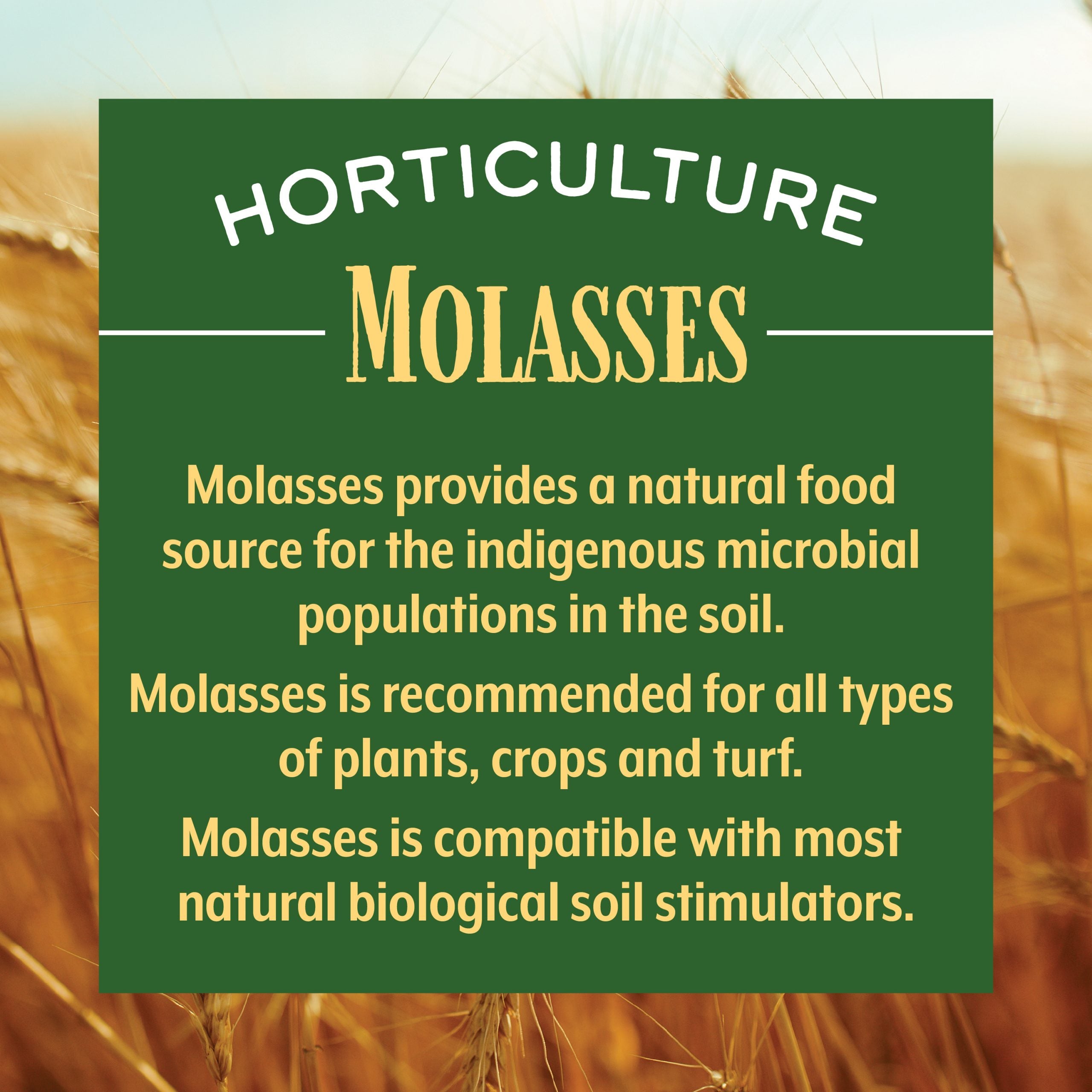 Molasses