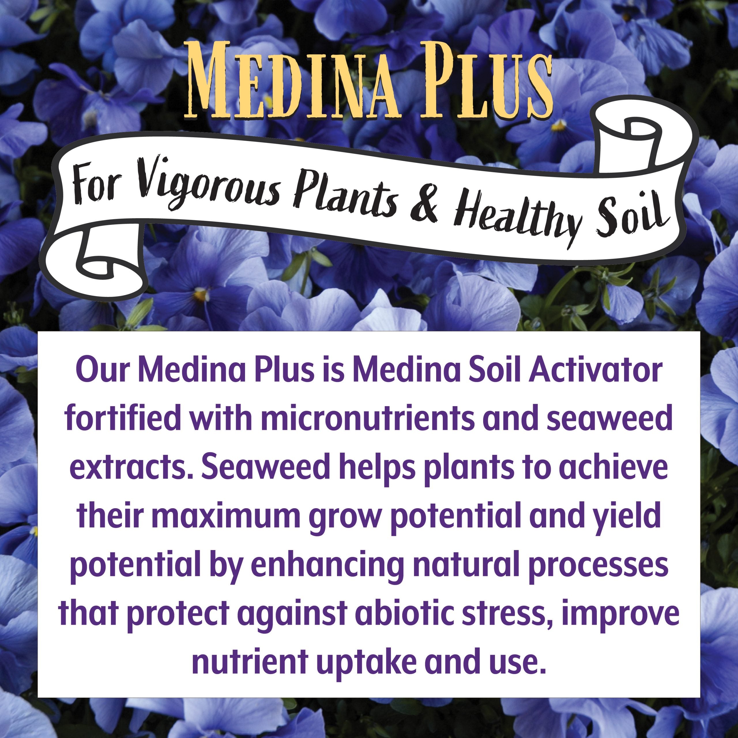 Medina Plus