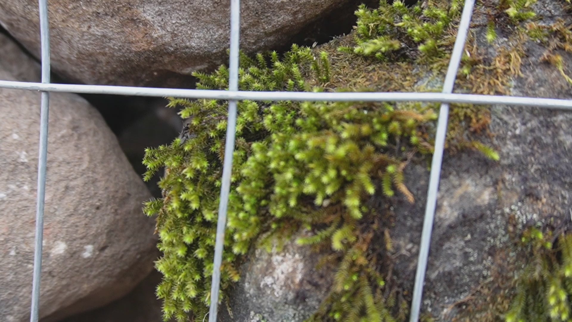 Load video: Moss Rock Small Boulders