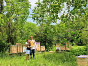 Quinn Bees Honey